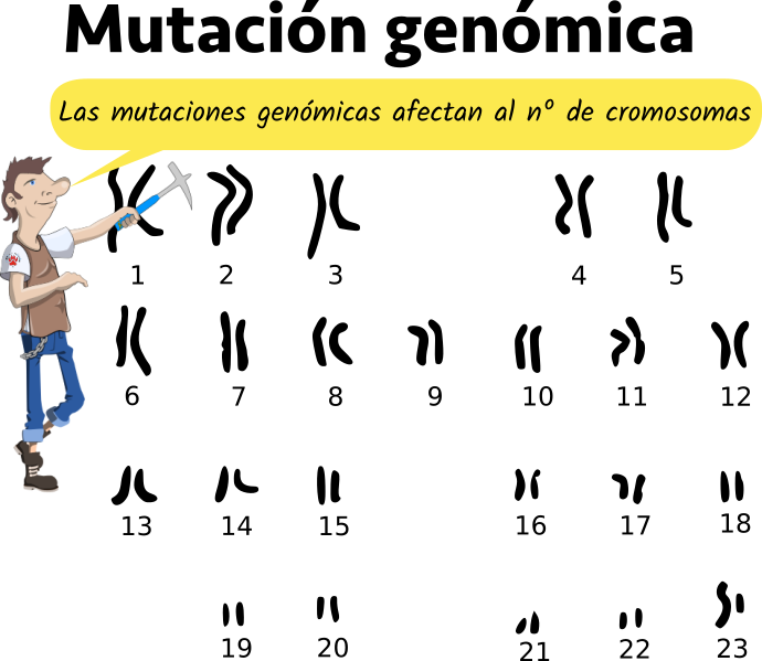 Tema 15.1 Qué Es La Mutación Y Tipos De Mutación